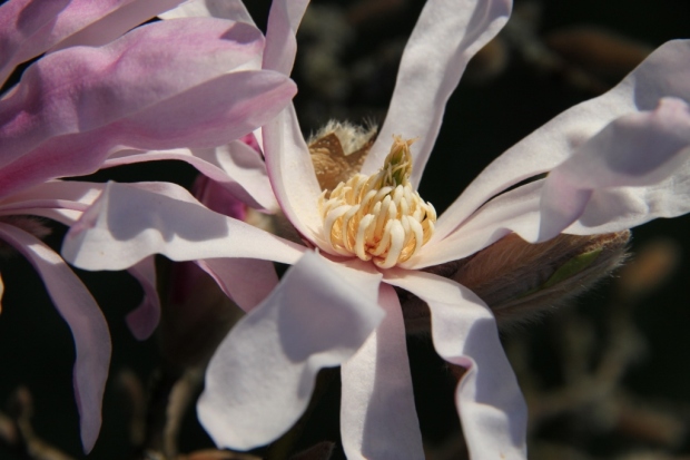 Magnolia blossom, closeup (1024x683)