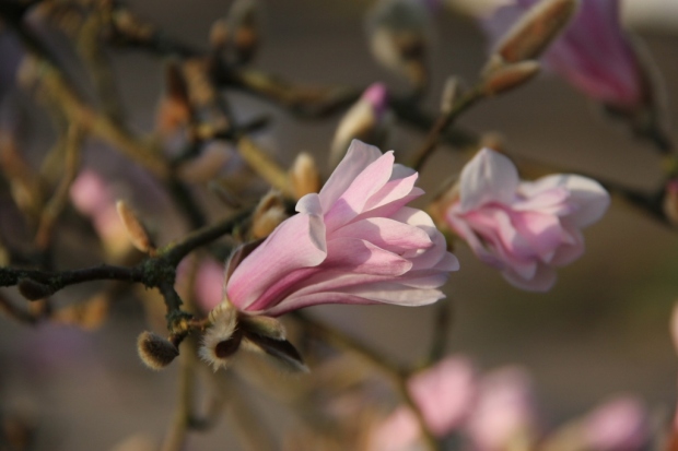 Magnolia blossom in morning light