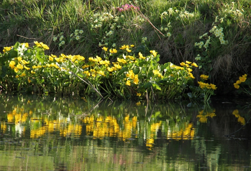 marsh marigolds and primroses (1024x697)
