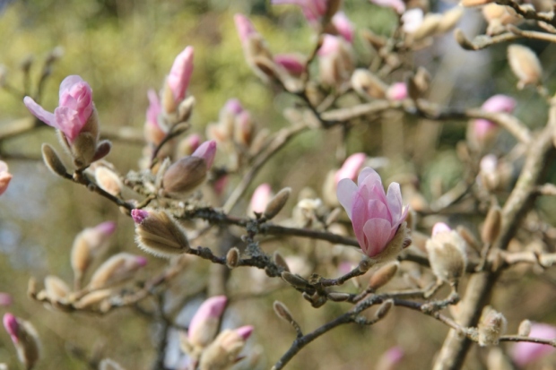 Start of Magnolia blossom (1024x683)