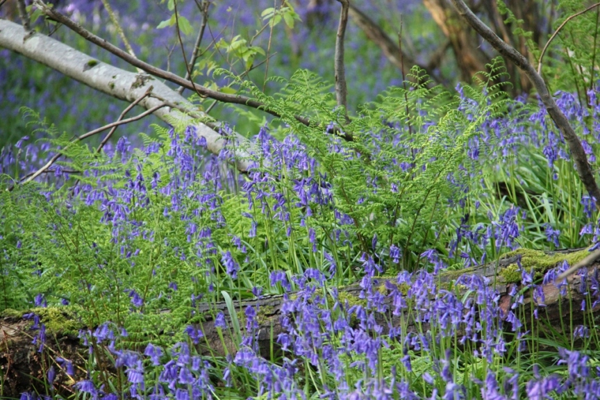 Bluebells and ferns