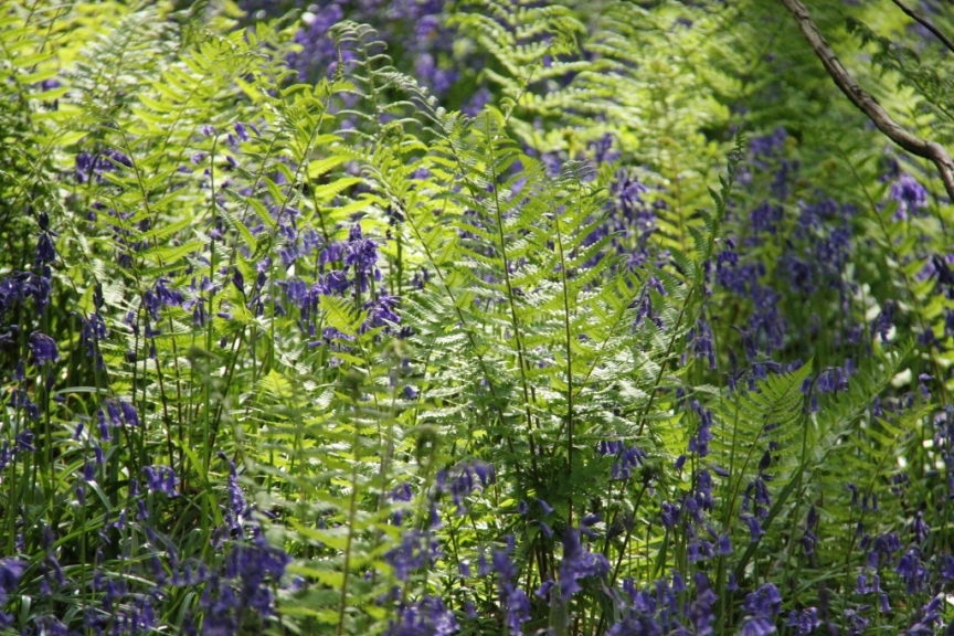 Bluebells and ferns