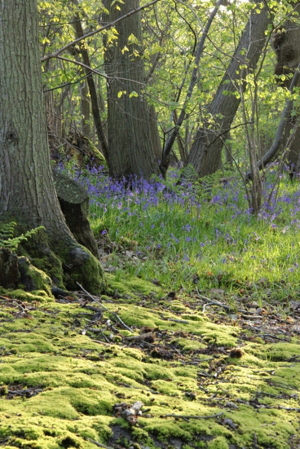 Woodland in spring, with bluebells and moss