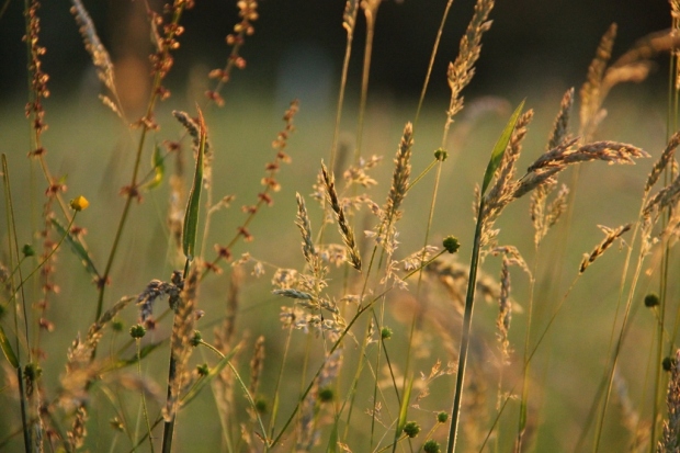 grasses in summer evening sun