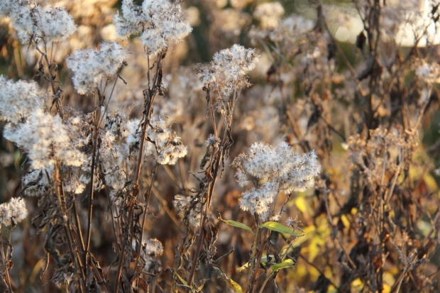 Dried Eupatorium stems in the late autumn